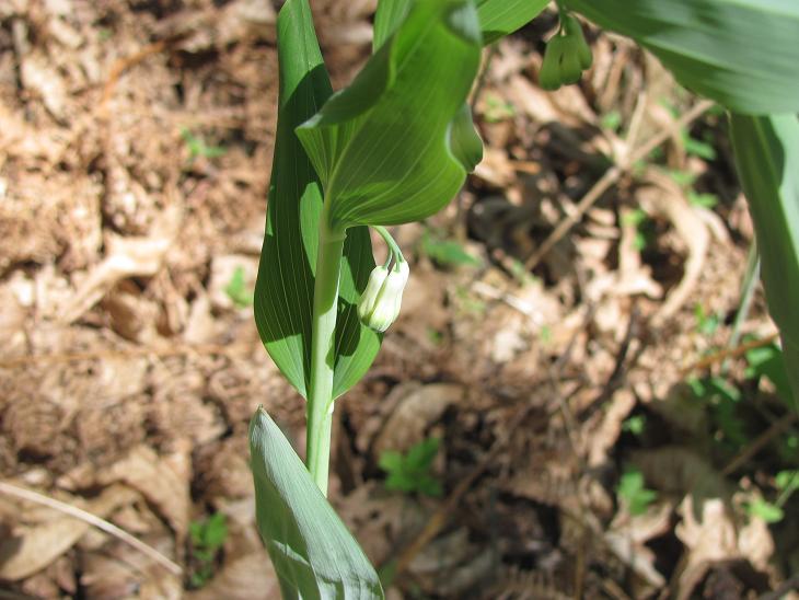 Polygonatum multiflorum